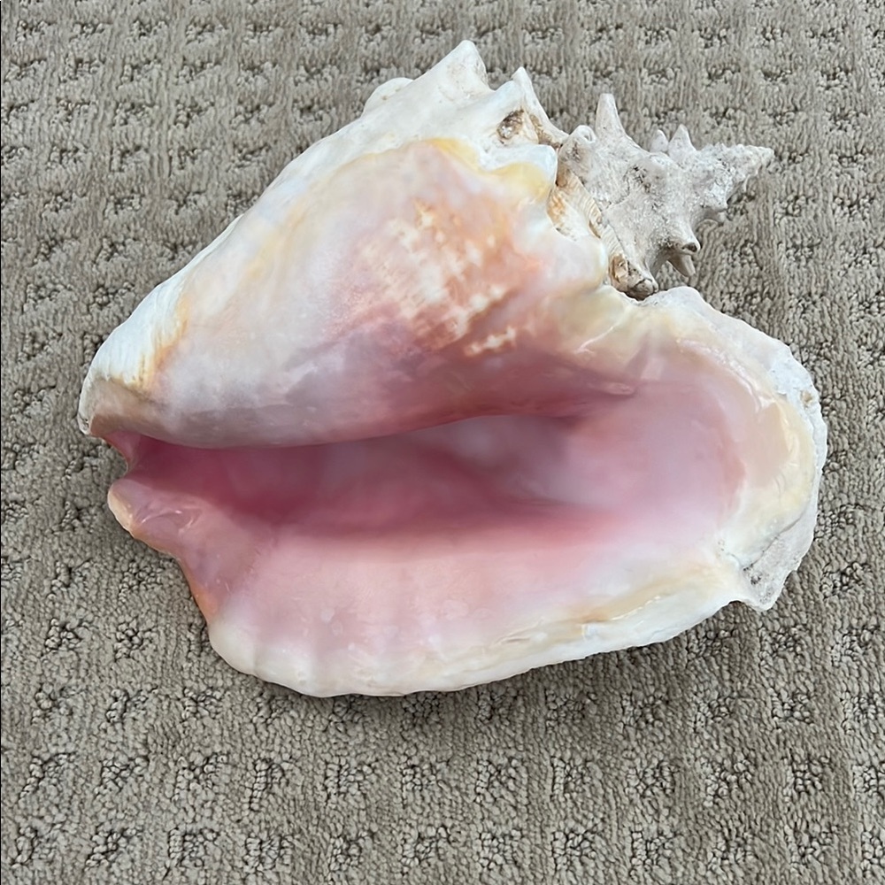Large Pink Conch Shell